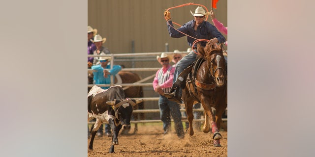 This file image shows a man on a horse tries to catch a young ox with a lasso at the calf roping event on Oct. 15, 2016, in Arcadia. 