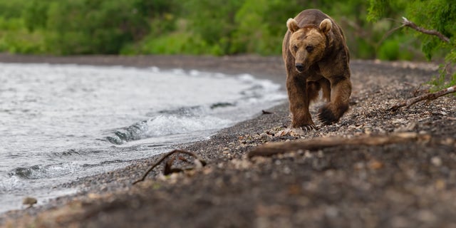 A brown bear (Ursus arctos beringianus) walks on the Kamchatka Peninsula