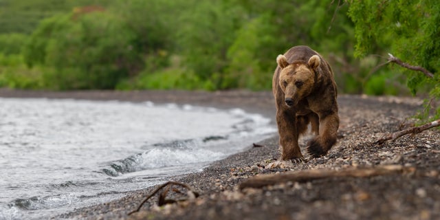 A brown bear (Ursus arctos beringianus) walks on the Kamchatka peninsula