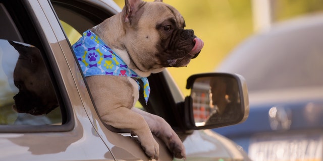 A dog hangs out a car window while its owner drives.