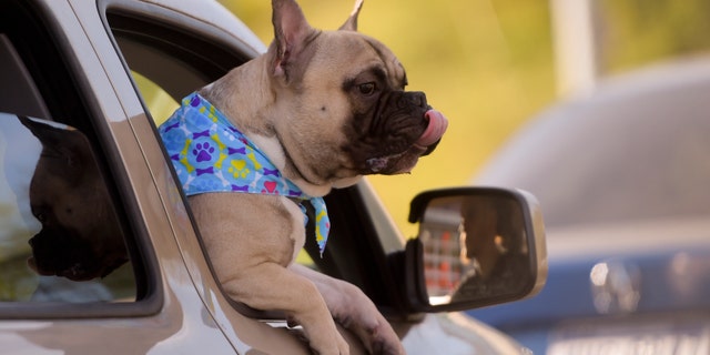 A dog hangs out a car window while its owner drives.