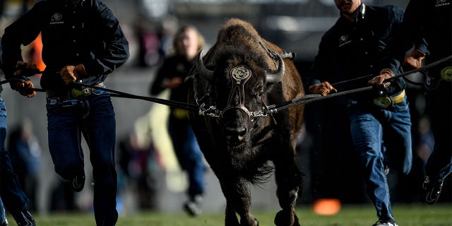 Ralphie runs down the field against Oregon