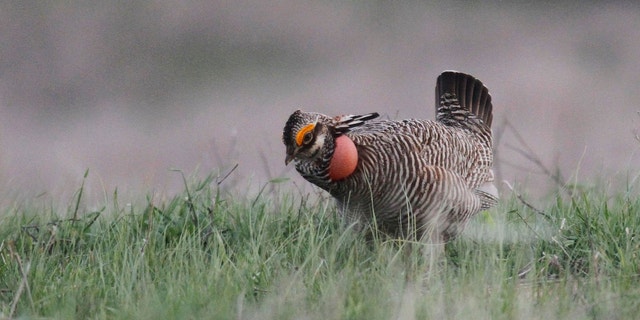 A antheral lesser prairie chickenhearted displays successful Edwards County, Kansas connected April 18, 2014.