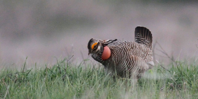 A male lesser prairie chicken displays in Edwards County, Kansas on April 18, 2014.