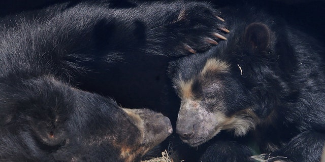 Two Andean bears on Tuesday, Nov. 15, 2016, at the St. Louis Zoo. 