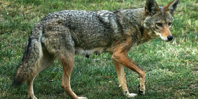 A wild coyote may have bitten a Marist College student on the leg on Tuesday, Feb. 7, 2023.