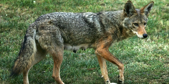 A wild coyote may have bitten a Marist College student on the leg on Tuesday, Feb. 7, 2023.