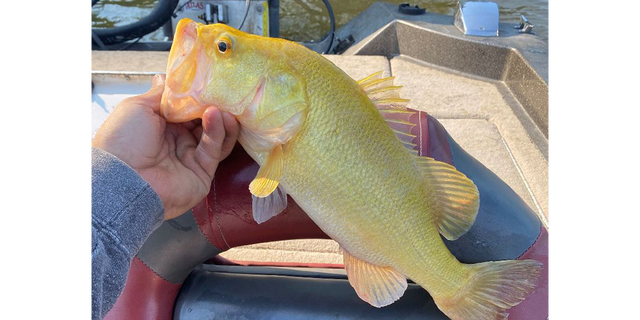 Jacob Moore, an arborist in Virginia, caught a 16.5-inch golden largemouth bass from the lower James River.