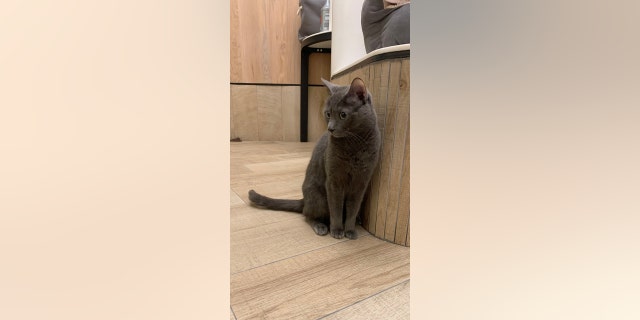 Initially tense and anxious, 5-year-old cat Greta has made great strides since working with a behaviorist, the New York City shelter says.