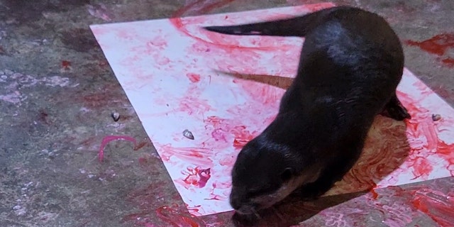 After Living Shores Aquarium caretakers spatter paint on the floor, the otters will pick up the color on their paws and paint the one-of-a-kind valentines.