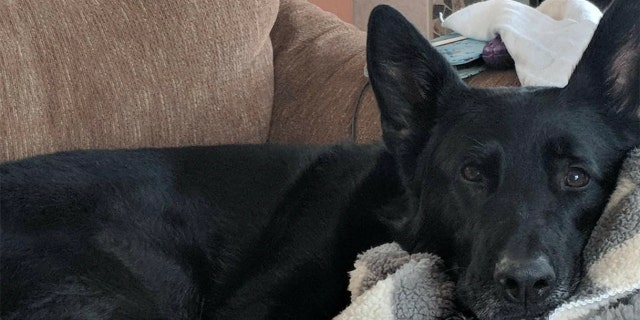 Ice is ready for duty when given a command, but he enjoys relaxing on the couch every once in a while, too.