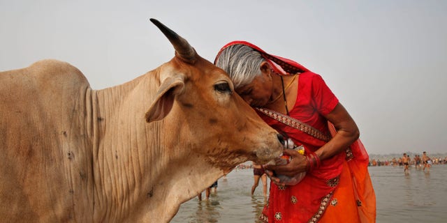 A woman worships a cow as Indian Hindus offer prayers to the River Ganges in Allahabad, India, on June 8, 2014. India’s government-run animal welfare department is asking citizens to hug a cow on Valentine's Day. The program believes it will "bring emotional richness and increase individual and collective happiness."