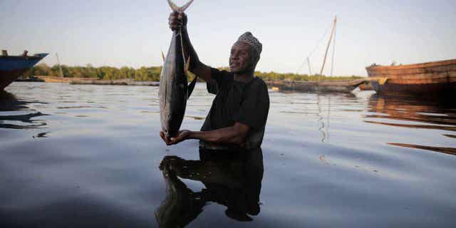 Fisherman Kassim Abdalla Zingizi holds a yellowfin tuna after a catch in Vanga, Kenya, on June 14, 2022. Indian Ocean countries who want to save the ocean's tuna by restricting harmful catch methods are being resisted by the European Union who has interests in the region, according to conservation groups.