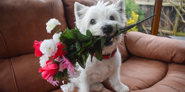Barrable adopted Louby in 2012 when Barrable was just 13 years old, saying she has worked with the pup day and night to teach her tricks.