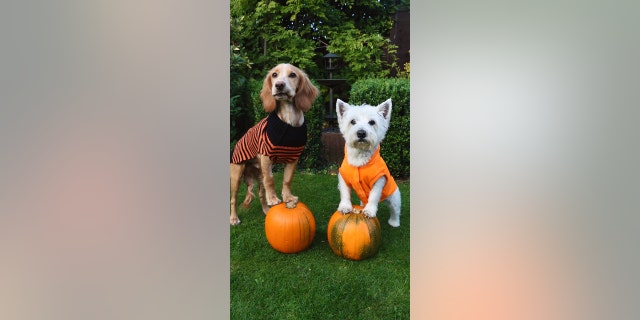 Two years ago, Barrable and her first dog, Louby, right welcomed Orbie, left, who is just as talented but required "a lot of patience and treats" as a puppy, Barrable said.