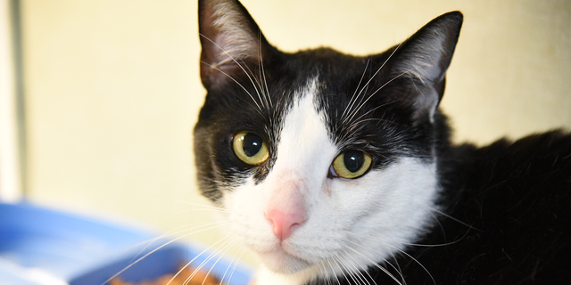 A four-year-old cat named Jerry was surrendered to the Humane Society of Broward County in Florida on Dec. 22, 2022 for being "too affectionate."