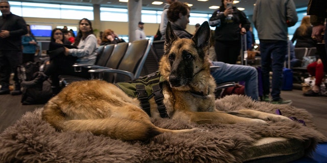 Kaya, a German shepherd service dog, was given the royal treatment by Southwest Airlines on her final flight.