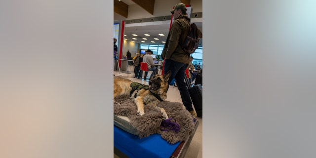 Kaya rests on a blanket, above. They "made sure her final days were comfortable and full of love," her owner Cole Lyle said of Southwest Airlines and Texas A&M University.