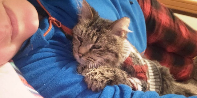 Despite Lady Godiva's grumpy expression, the shelter says she's "so sweet."