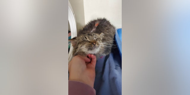 Lady Godiva has become more social after having surgery to remove her infected teeth, the shelter noted.