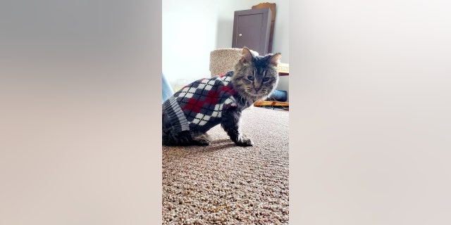 Lady Godiva, pictured in a sweater, had to be shaved due to her matted fur.