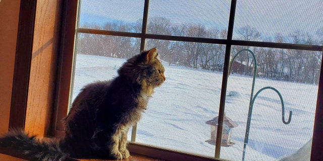 Lady Godiva suffered burns before she was taken in to the Heart of Minnesota shelter. She's since had surgery to remove her infected teeth and has been treated for other wounds. Now she needs a new home.