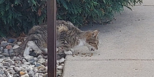 Magic followed a trail of food that led to her capture outside the Heart of Minnesota Animal Shelter.