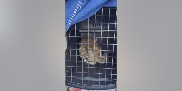 Magic was lured into a cage with food before being brought to the shelter.