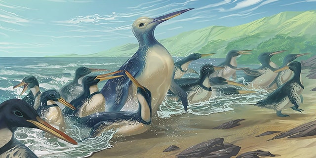 An artist’s concept of Kumimanu and Petradyptes penguins on an ancient New Zealand beach. The larger of the two weighed almost 350 pounds and is the heaviest penguin known to science.