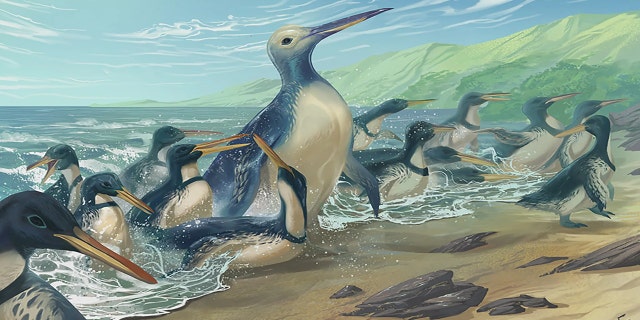 An artist’s concept of Kumimanu and Petradyptes penguins on an ancient New Zealand beach. The larger of the two weighed almost 350 pounds and is the heaviest penguin known to science.