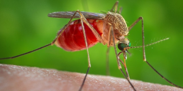 As part of testing the new repellent, caged mosquitoes were released at various locations outside the tent, and nearly all were killed or repelled within 24 hours.