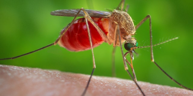 As part of testing the new repellent, caged mosquitoes were released at various locations outside the tent, and nearly all were killed or repelled within 24 hours.