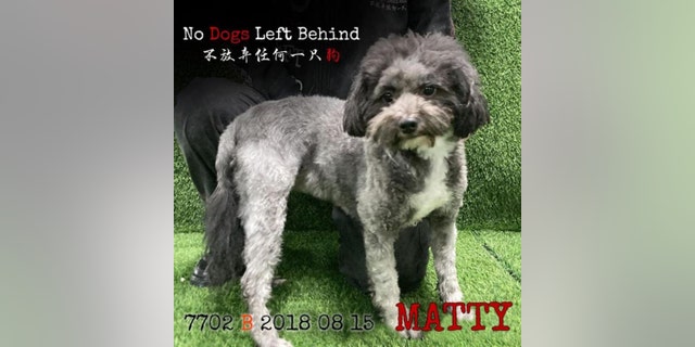 Matty was saved by No Dogs Left Behind in a slaughterhouse shutdown on April 1, 2022, and is available for adoption.