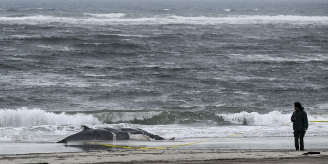 A dead whale is found on a New York beach in New York, on Feb. 17, 2023.