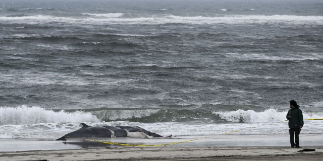 A dead whale is found on a New York beach in New York, on Feb. 17, 2023. 