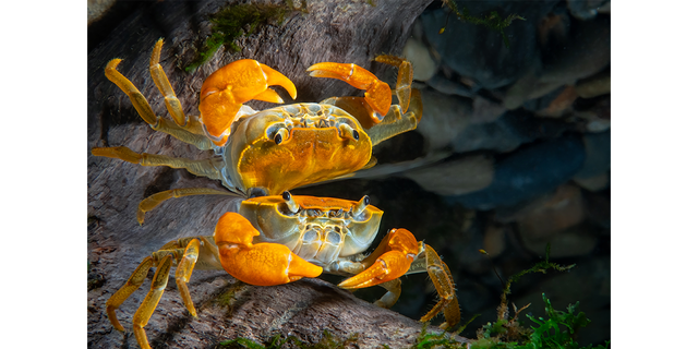 The "Mirror Reflection" portrait photo submission captured by Kuo-Wei Kao shows a crab and its reflection in Pinglin, Taiwan.