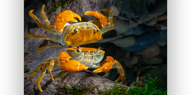 The "Mirror Reflection" portrait photo submission captured by Kuo-Wei Kao shows a crab and its reflection in Pinglin, Taiwan.