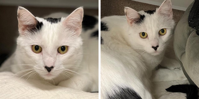 Moo Moo the cat — with a distinct, heart-shaped marking on his nose — needs a loving home. He's available through ARF in New York.