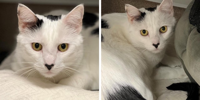 Moo Moo the cat — with a distinct, heart-shaped marking on his nose — needs a loving home. He's available through ARF in New York.