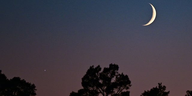 The crescent moon can be seen along with Venus in the evening sky over a pine forest east of Berlin.