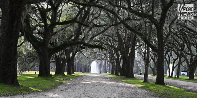 A tree-lined drive leads to the barn and rental homes on the majestic estate of Eden at Gracefield in Walterboro, S.C., Tuesday, Feb. 7, 2023.