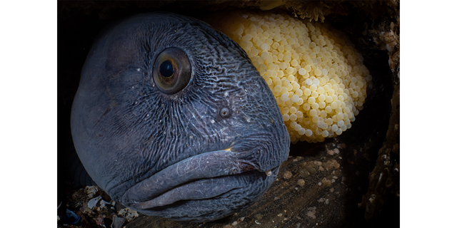 The "Nest" marine life behavior photo submission captured by Galice Hoarau shows an Atlantic wolffish watching over its egg nest in Saltstraumen, Norway.