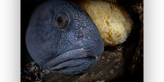 The "Nest" marine life behavior photo submission captured by Galice Hoarau shows an Atlantic wolffish watching over its egg nest in Saltstraumen, Norway.