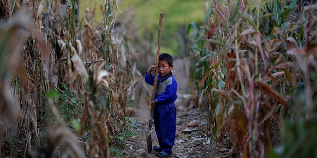 Archivo: Un niño norcoreano sostiene una pala en un campo de maíz en un área afectada por inundaciones y tifones en la granja colectiva Soksa-ri en la provincia de Hwanghae del Sur. 