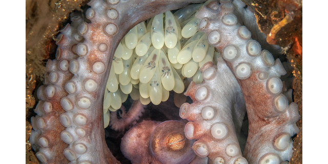 The "Octopus Mother" macro photo submission captured by Kat Zhou shows a female octopus guarding her eggs in West Palm Beach, Florida. The image went on to win the 11th Annual Ocean Art Underwater Photo Contest's "best in show" honor.