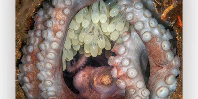 The "Octopus Mother" macro photo submission captured by Kat Zhou shows a female octopus guarding her eggs in West Palm Beach, Florida. The image went on to win the 11th Annual Ocean Art Underwater Photo Contest's "best in show" honor.