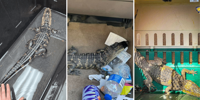Law enforcement agencies passim nan state person responded to unusual alligator calls and encounters.