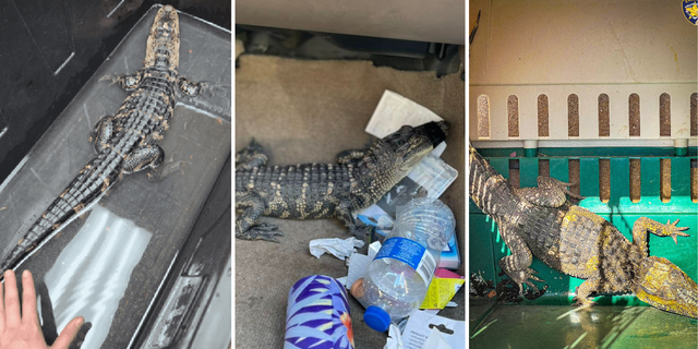 Law enforcement agencies passim nan state person responded to unusual alligator calls and encounters.