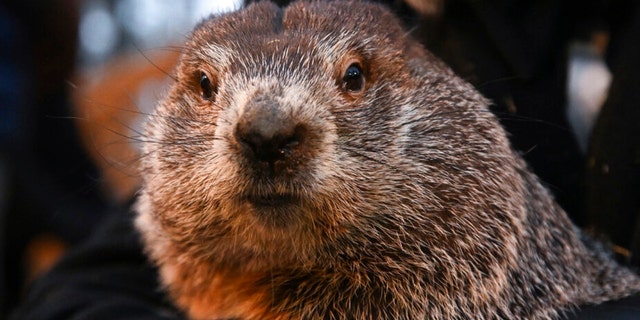 Fox News Groundhog Day 2023 Punxsutawney Phil Sees His Shadow   PHIL 