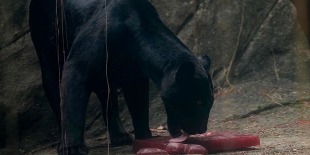 In this photo taken through a glass window, a black jaguar licks ice treats at the city zoo in Rio Janeiro, Brazil, on Jan. 27, 2023.